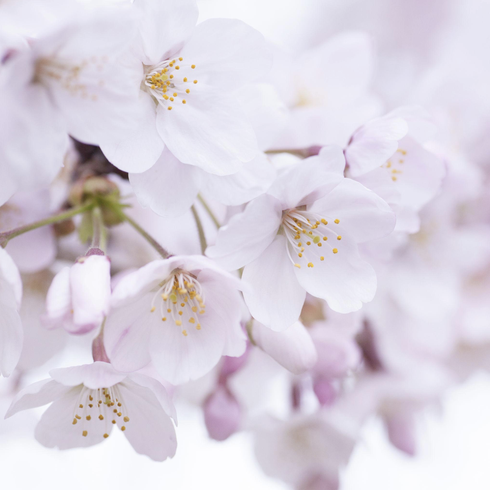 Cerejeiras em flor em close, pétalas brancas e rosas pálidas com miolos dourados